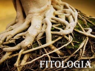 FITOLOGIA
 