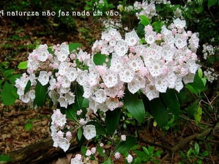 A natureza não faz nada em vão. Arist ó teles 