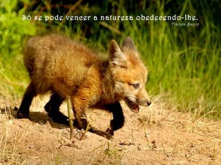 Só se pode vencer a natureza obedecendo-lhe.
Francis Bacon
 