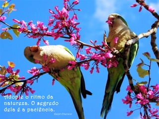 Adopte o ritmo da
natureza. O segredo
dela é a paciência.
Ralph Emerson
 