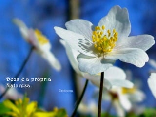 Deus é a própria
Natureza.
Espinosa
 