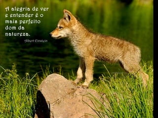A alegria de ver
e entender é o
mais perfeito
dom da
natureza.
Albert Einstein
 