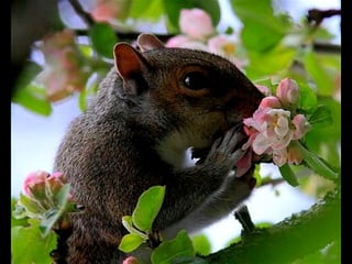 Filosofia da natureza (1)