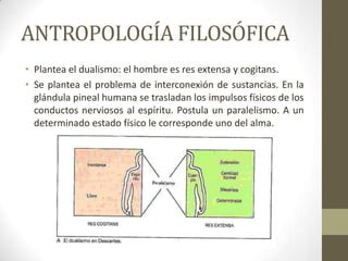 ANTROPOLOGÍA FILOSÓFICA
• Plantea el dualismo: el hombre es res extensa y cogitans.
• Se plantea el problema de interconexión de sustancias. En la
glándula pineal humana se trasladan los impulsos físicos de los
conductos nerviosos al espíritu. Postula un paralelismo. A un
determinado estado físico le corresponde uno del alma.
 