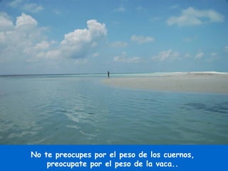 No te preocupes por el peso de los cuernos, preocupate por el peso de la vaca..