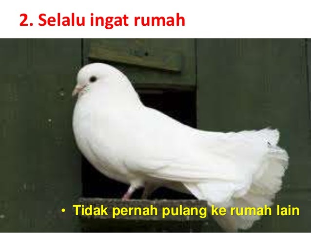 http://image.slidesharecdn.com/filosofiburungmerpati-140518203728-phpapp01/95/filosofi-burung-merpati-3-638.jpg?cb=1400445536