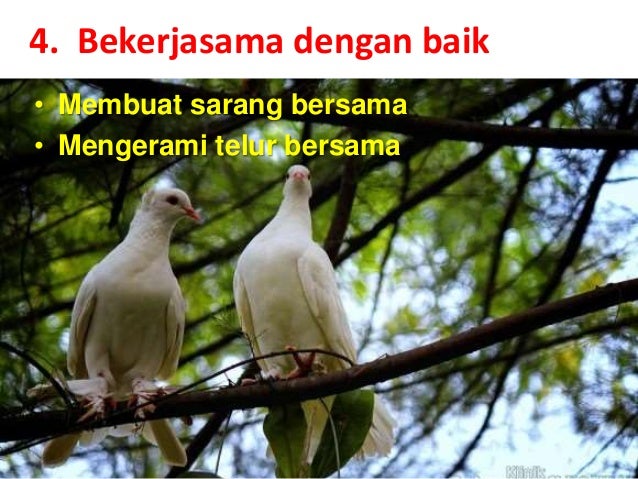 http://image.slidesharecdn.com/filosofiburungmerpati-140518203728-phpapp01/95/filosofi-burung-merpati-5-638.jpg?cb=1400445536