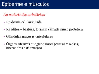 Na maioria dos turbelários:
• Epiderme celular ciliada
• Rabditos – bastões, formam camada muco protetora
• Glândulas mucosas unicelulares
• Órgãos adesivos duoglandulares (células viscosas,
liberadoras e de fixação)
Epiderme e músculos
 