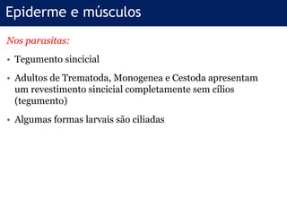 Nos parasitas:
• Tegumento sincicial
• Adultos de Trematoda, Monogenea e Cestoda apresentam
um revestimento sincicial completamente sem cílios
(tegumento)
• Algumas formas larvais são ciliadas
Epiderme e músculos
 