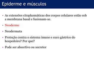 • As extensões citoplasmáticas dos corpos celulares estão sob
a membrana basal e fusionam-se.
• Neoderme
• Neodermata
• Proteção contra o sistema imune e suco gástrico do
hospedeiro? Por que?
• Pode ser absortivo ou secretor
Epiderme e músculos
 