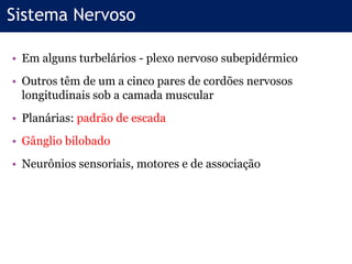 • Em alguns turbelários - plexo nervoso subepidérmico
• Outros têm de um a cinco pares de cordões nervosos
longitudinais sob a camada muscular
• Planárias: padrão de escada
• Gânglio bilobado
• Neurônios sensoriais, motores e de associação
Sistema Nervoso
 