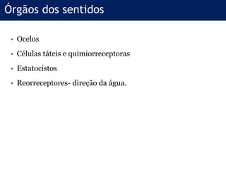 • Ocelos
• Células táteis e quimiorreceptoras
• Estatocistos
• Reorreceptores- direção da água.
Órgãos dos sentidos
 