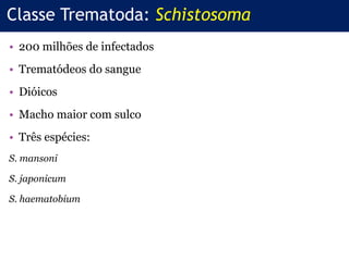 • 200 milhões de infectados
• Trematódeos do sangue
• Dióicos
• Macho maior com sulco
• Três espécies:
S. mansoni
S. japonicum
S. haematobium
Classe Trematoda: Schistosoma
 