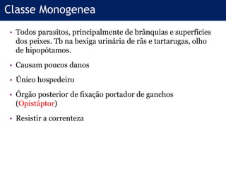 • Todos parasitos, principalmente de brânquias e superfícies
dos peixes. Tb na bexiga urinária de rãs e tartarugas, olho
de hipopótamos.
• Causam poucos danos
• Único hospedeiro
• Órgão posterior de fixação portador de ganchos
(Opistáptor)
• Resistir a correnteza
Classe Monogenea
 