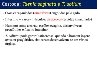 • Ovos encapsulados (oncosferas) engolidas pelo gado.
• Intestino – vasos- músculos: cisticercos (escólex invaginado)
• Humano come a carne: escólex evagina, desenvolve as
proglótides e fixa no intestino.
• T. solium: pode gerar Cisticercose, quando o homem ingere
ovos ou proglótides, cisticercos desenvolvem-se em vários
órgãos.
Cestoda: Taenia saginata e T. solium
 