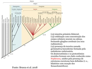 (13) simetria primária bilateral;
(14) cefalização com concentração dos
corpos celulares neurais na cabeça,
formando gânglios cerebrais (ou seus
rudimentos);
(15) presença da terceira camada
germinativa/mesoderme formada pela
endoderme embrionária.
Os deuterostômios e os protostômios
reunidos formam um clado conhecido como
Nephrozoa, unidos pela presença de
estruturas excretoras bem definidas (i. e.,
bilatérios com exceção dos
Xenacelomórficos).
Fonte: Brusca et al. 2018
 