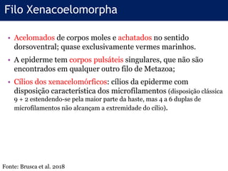 Filo Xenacoelomorpha
• Acelomados de corpos moles e achatados no sentido
dorsoventral; quase exclusivamente vermes marinhos.
• A epiderme tem corpos pulsáteis singulares, que não são
encontrados em qualquer outro filo de Metazoa;
• Cílios dos xenacelomórficos: cílios da epiderme com
disposição característica dos microfilamentos (disposição clássica
9 + 2 estendendo-se pela maior parte da haste, mas 4 a 6 duplas de
microfilamentos não alcançam a extremidade do cílio).
Fonte: Brusca et al. 2018
 