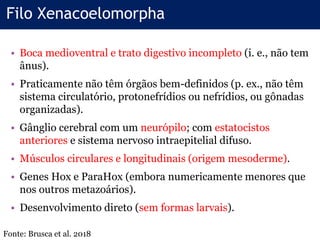 Filo Xenacoelomorpha
• Boca medioventral e trato digestivo incompleto (i. e., não tem
ânus).
• Praticamente não têm órgãos bem-definidos (p. ex., não têm
sistema circulatório, protonefrídios ou nefrídios, ou gônadas
organizadas).
• Gânglio cerebral com um neurópilo; com estatocistos
anteriores e sistema nervoso intraepitelial difuso.
• Músculos circulares e longitudinais (origem mesoderme).
• Genes Hox e ParaHox (embora numericamente menores que
nos outros metazoários).
• Desenvolvimento direto (sem formas larvais).
Fonte: Brusca et al. 2018
 