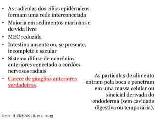• As radículas dos cílios epidérmicos
formam uma rede interconectada
• Maioria em sedimentos marinhos e
de vida livre
• MEC reduzida
• Intestino ausente ou, se presente,
incompleto e sacular
• Sistema difuso de neurônios
anteriores conectado a cordões
nervosos radiais
• Carece de gânglios anteriores
verdadeiros.
As partículas de alimento
entram pela boca e penetram
em uma massa celular ou
sincicial derivada do
endoderma (sem cavidade
digestiva ou temporária).
Fonte: HICKMAN JR. et al. 2013
 