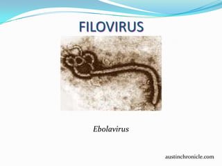 FILOVIRUS Ebolavirus  austinchronicle.com 