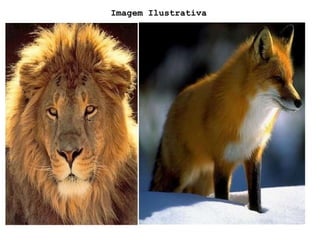 Imagem Ilustrativa 