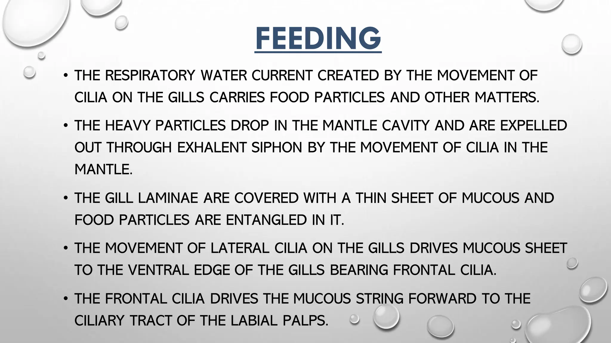 Curated visual reference: Visual Reference: Filter Feeding In Molluscs Invertebrates