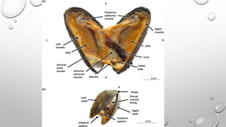 filter feeding in molluscs (invertebrates) | PDF