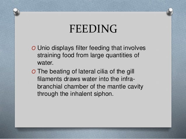 Filter Feeding Of Molluscs