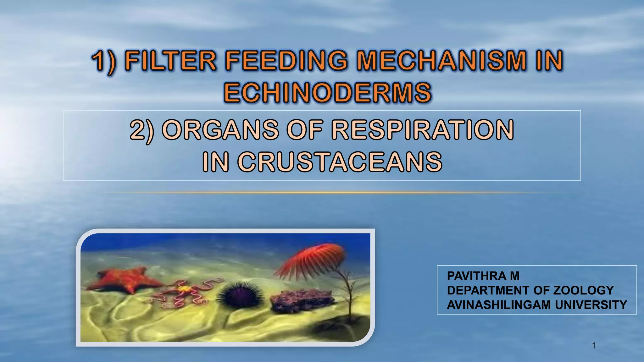 Filter feeding mechanism in echinoderms and organs of respiration in