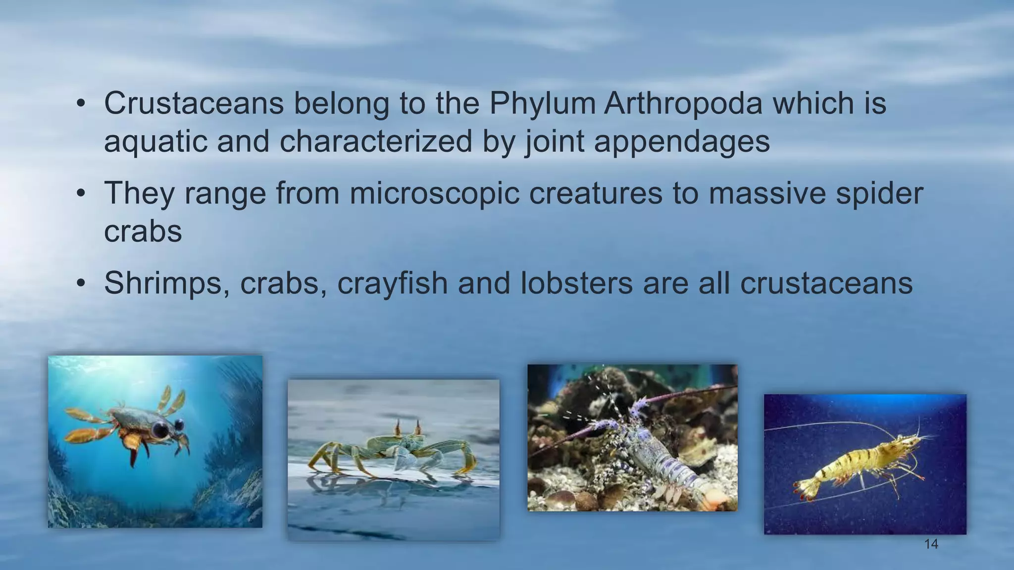 Filter feeding mechanism in echinoderms and organs of respiration in