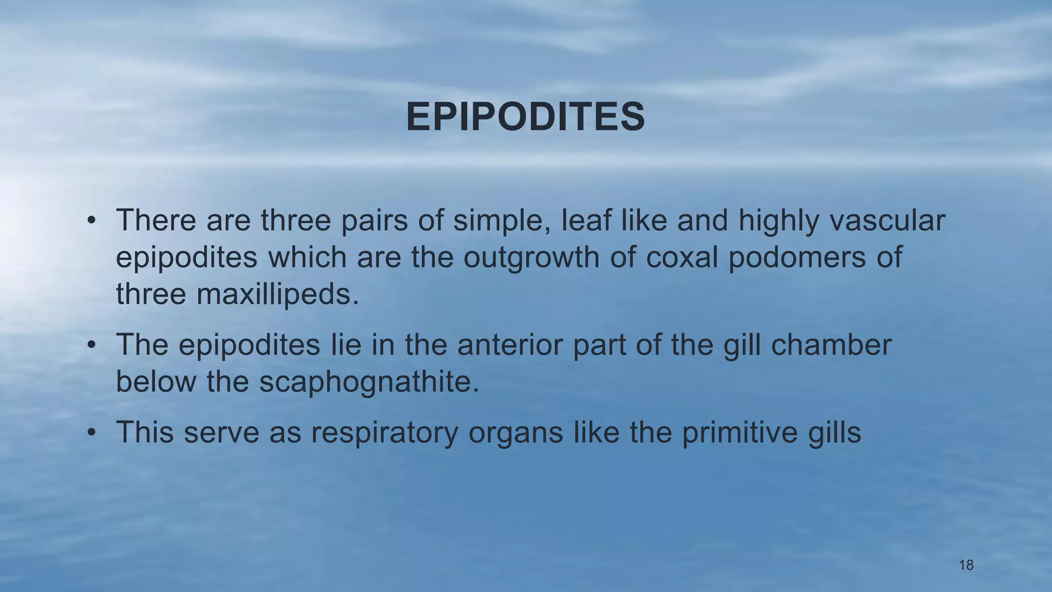 Filter feeding mechanism in echinoderms and organs of respiration in