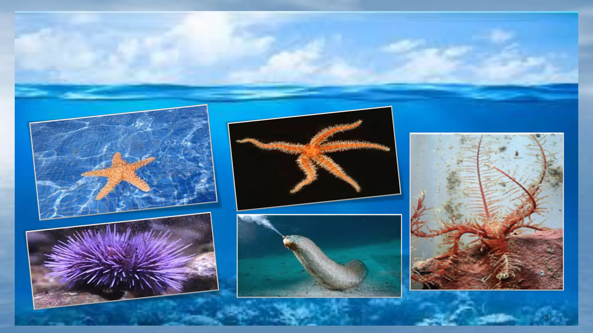 Filter feeding mechanism in echinoderms and organs of respiration in