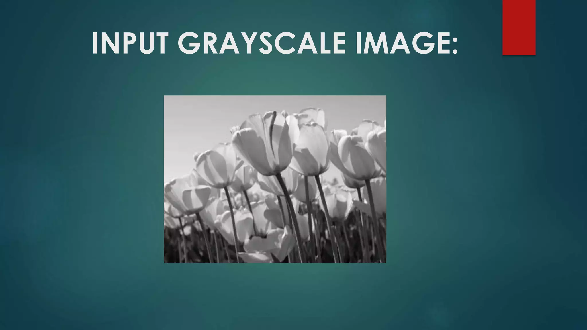 INPUT GRAYSCALE IMAGE:
 