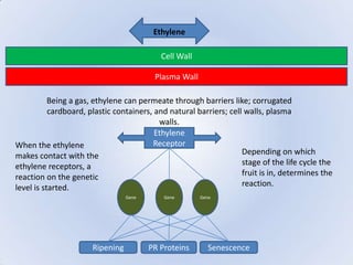 Ethylene

                                            Cell Wall

                                          Plasma Wall

           Being a gas, ethylene can permeate through barriers like; corrugated
           cardboard, plastic containers, and natural barriers; cell walls, plasma
                                           walls.
                                          Ethylene
When the ethylene                        Receptor
makes contact with the                                              Depending on which
ethylene receptors, a                                               stage of the life cycle the
reaction on the genetic                                             fruit is in, determines the
level is started.                                                   reaction.
                                  Gene       Gene       Gene




                       Ripening          PR Proteins      Senescence
 