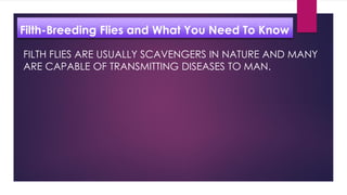 Filth Breeding Flies PDF Course.pdf
