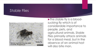 Filth Breeding Flies PDF Course.pdf