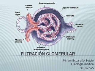 FILTRACIÓN GLOMERULAR
Miriam Escareño Sotelo
Fisiología médica
Grupo IV-5
 