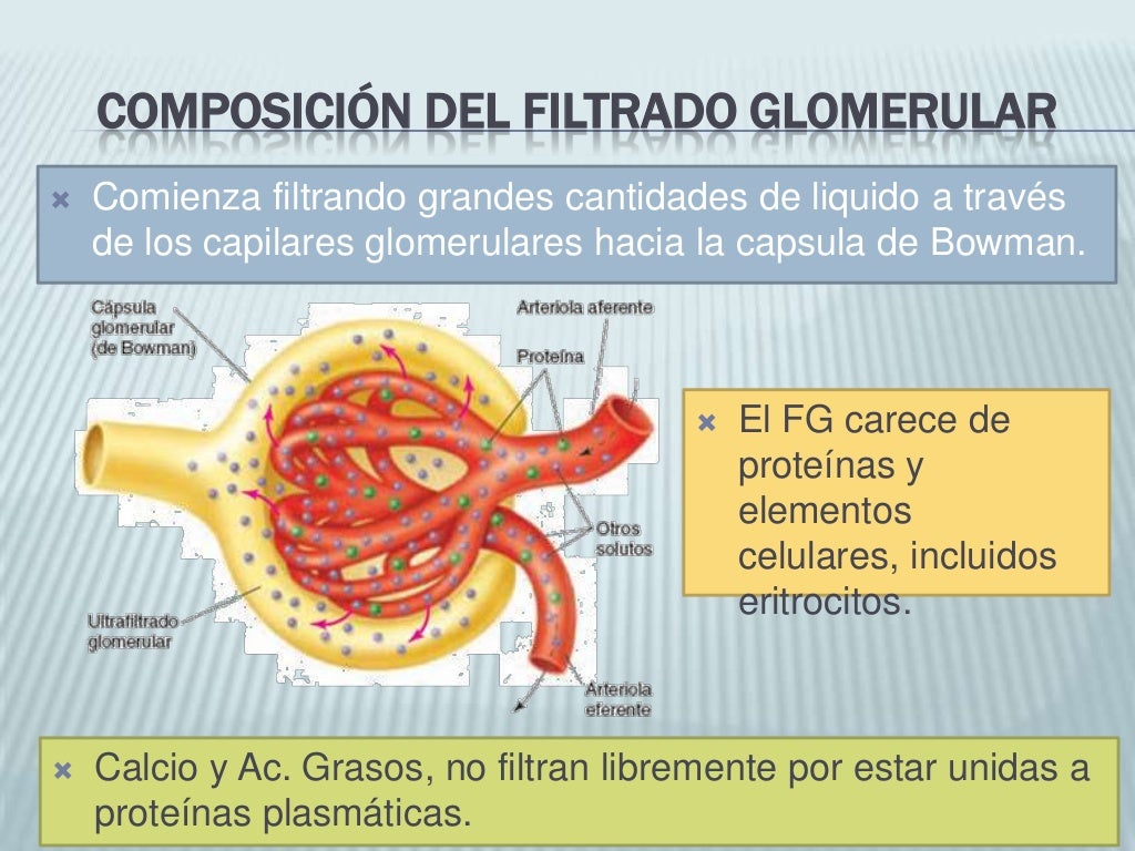 Filtración glomerular