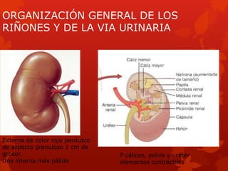 ORGANIZACIÓN GENERAL DE LOS
RIÑONES Y DE LA VIA URINARIA
P cálices, pelvis y uréter
elementos contráctiles
Externa de colo...