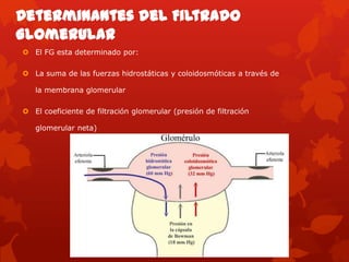 Aumento /Presión
Arterial
Eleva la presión hidrostática
glomerular
Aumenta el filtrado
glomerular
Aumento/resistencia en
l...
