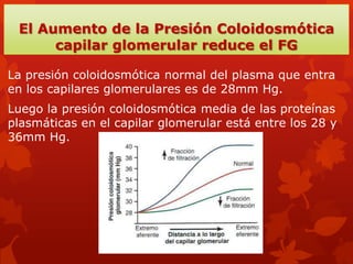 Control fisiológico de la filtración
glomerular y del flujo sanguíneo renal
Los determinantes del FG
son:
La presion hidro...