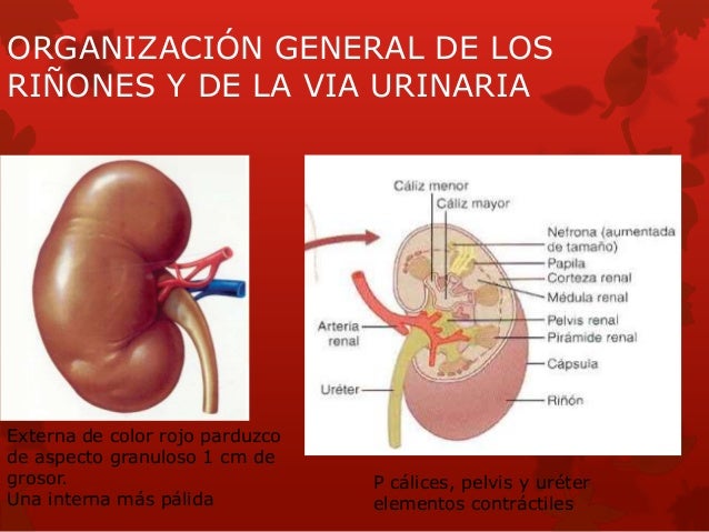 Resultado de imagen para organizacion general de los riñones y la via urinaria