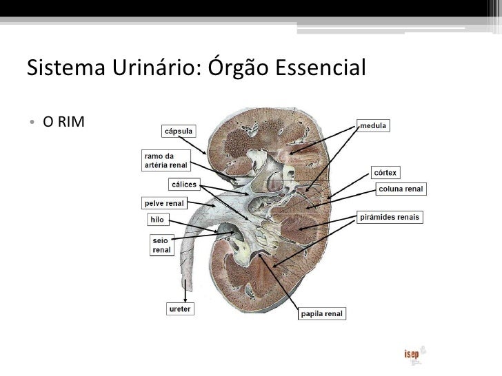 Qual O Nome Da Unidade Funcional Do Rim