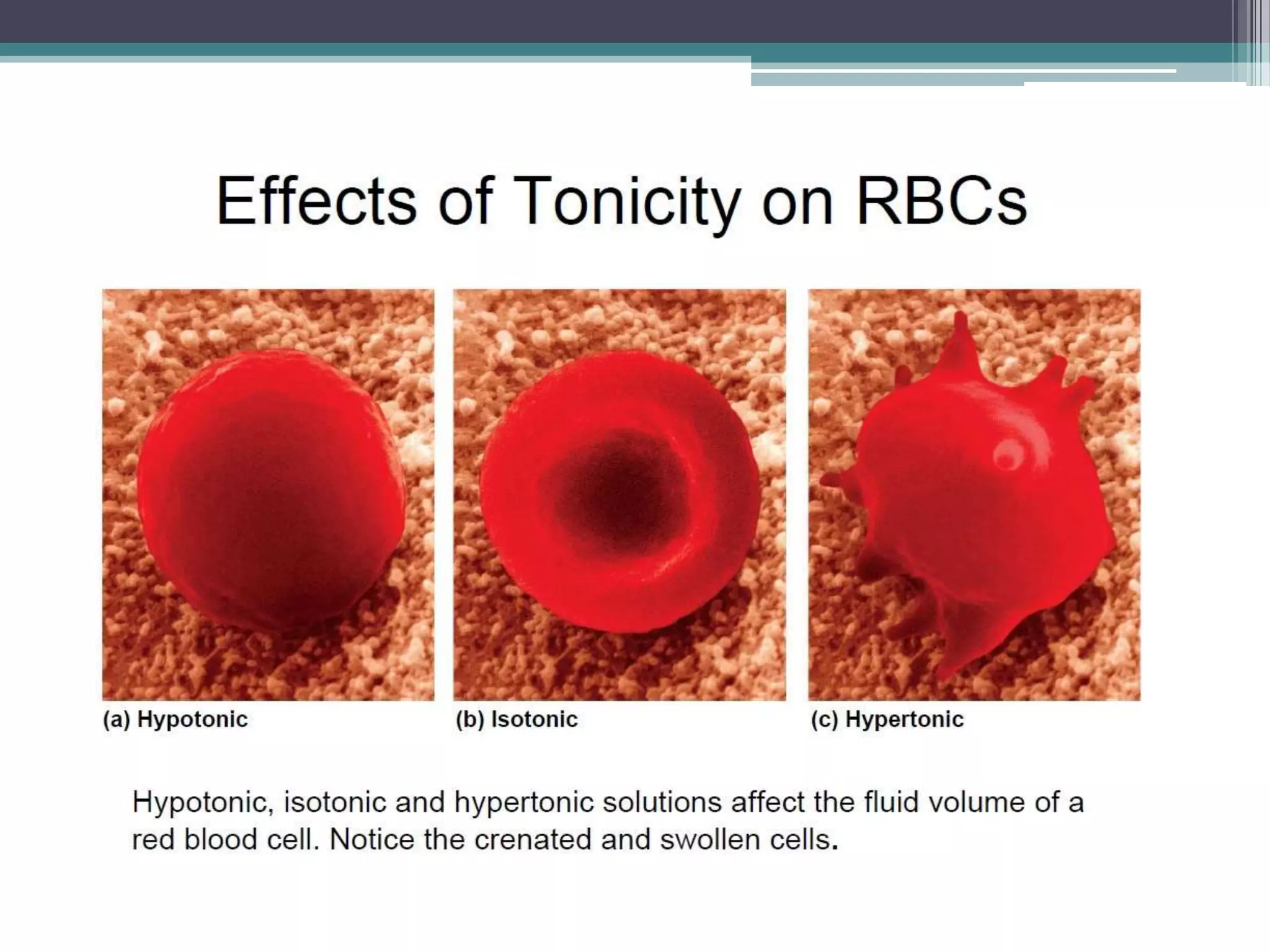 Filtration, diffusion, and osmosis