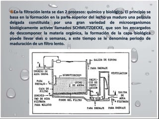 En la filtración lenta se dan 2 procesos: químico y biológico. El principio se
basa en la formación en la parte superior del lecho ya maduro una película
delgada constituida por una gran variedad de microorganismos
biológicamente activos llamados SCHMUTZDECKE, que son los encargados
de descomponer la materia orgánica, la formación de la capa biológica
puede llevar días o semanas, a este tiempo se le denomina periodo de
maduración de un filtro lento.
 