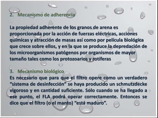 La propiedad adherente de los granos de arena es
proporcionada por la acción de fuerzas eléctricas, acciones
químicas y atracción de masas así como por película biológica
que crece sobre ellos, y en la que se produce la depredación de
los microorganismos patógenos por organismos de mayor
tamaño tales como los protozoarios y rotíferas
Es necesario que para que el filtro opere como un verdadero
“sistema de desinfección” se haya producido un schmutzdecke
vigoroso y en cantidad suficiente. Solo cuando se ha llegado a
ese punto, el FLA podrá operar correctamente. Entonces se
dice que el filtro (o el manto) “está maduro”.
 