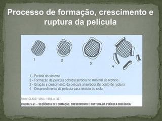 Processo de formação, crescimento e
ruptura da película

 