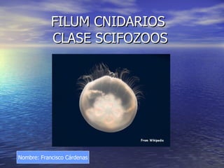 FILUM CNIDARIOS  CLASE SCIFOZOOS Nombre: Francisco Cárdenas 