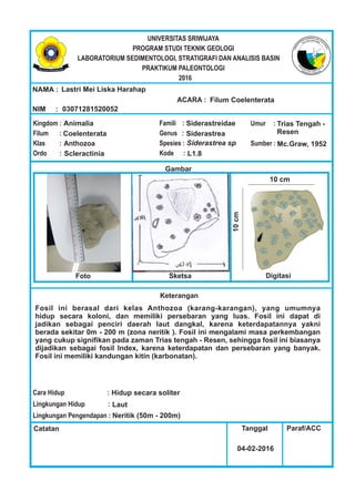 ENTOIM LD OE GS I,M SU TI RR AO
T
T
I
A
G
R
R
O
A
B
FI
A
,
L
ISISAL BN AA SN INAD
Lastri Mei Liska Harahap
03071281520052
Filum Coelenterata
Animalia
Coelenterata
NAMA :
NIM :
ACARA :
Kingdom :
Filum :
Klas :
Ordo :
Gambar
Keterangan
Cara Hidup :
Lingkungan Hidup :
Lingkungan Pengendapan :
Catatan Tanggal Paraf/ACC
Famili :
Genus :
Spesies :
Kode :
Umur :
Sumber :
Foto Sketsa Digitasi
UNIVERSITAS SRIWIJAYA
PROGRAM STUDI TEKNIK GEOLOGI
LABORATORIUM SEDIMENTOLOGI, STRATIGRAFI DAN ANALISIS BASIN
PRAKTIKUM PALEONTOLOGI
2016
Anthozoa
Scleractinia
Siderastreidae
Siderastrea
Siderastrea sp
L1.8
Trias Tengah -
Resen
Hidup secara soliter
Laut
Neritik (50m - 200m)
04-02-2016
Fosil ini berasal dari kelas Anthozoa (karang-karangan), yang umumnya
hidup secara koloni, dan memiliki persebaran yang luas. Fosil ini dapat di
jadikan sebagai penciri daerah laut dangkal, karena keterdapatannya yakni
berada sekitar 0m - 200 m (zona neritik ). Fosil ini mengalami masa perkembangan
yang cukup signiﬁkan pada zaman Trias tengah - Resen, sehingga fosil ini biasanya
dijadikan sebagai fosil Index, karena keterdapatan dan persebaran yang banyak.
Fosil ini memiliki kandungan kitin (karbonatan).
Mc.Graw, 1952
10 cm
10cm
 