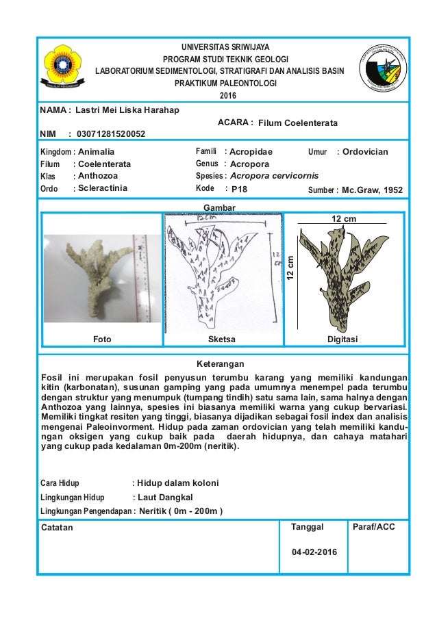 Deskripsi Spesies Filum coelenterata (Paleontologi)